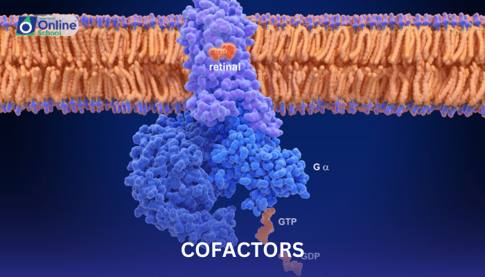 Lesson 03: Types of Cofactors